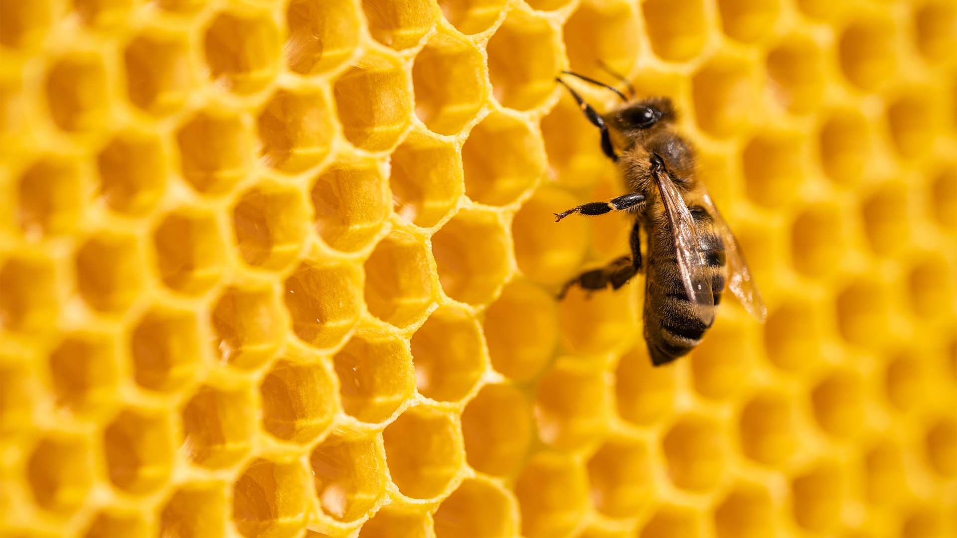 Biene sitzt auf Wabenstruktur